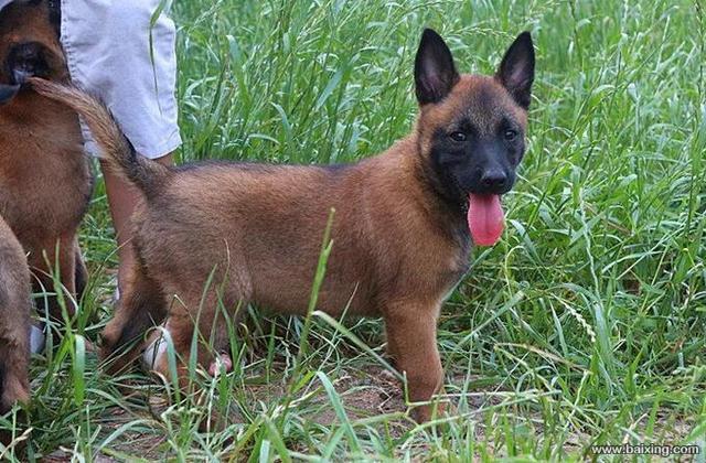 兴奋灵敏 警觉性高 服从性好 看家护院 马犬幼犬