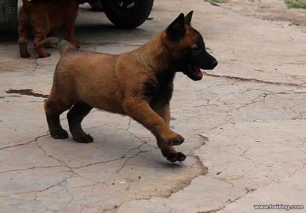 兴奋灵敏 警觉性高 服从性好 看家护院 马犬幼犬