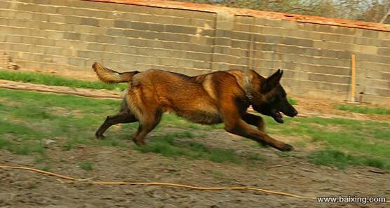 兴奋灵敏 警觉性高 服从性好 看家护院 马犬幼犬
