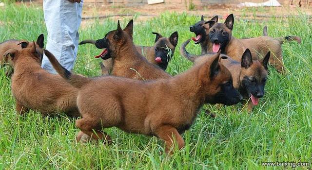 兴奋灵敏 警觉性高 服从性好 看家护院 马犬幼犬
