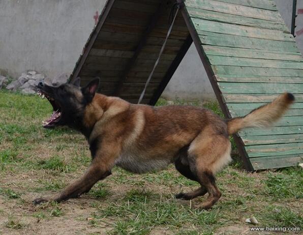 兴奋灵敏 警觉性高 服从性好 看家护院 马犬幼犬