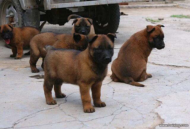 兴奋灵敏 警觉性高 服从性好 看家护院 马犬幼犬