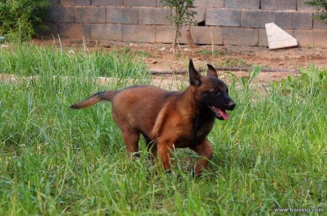 兴奋灵敏 警觉性高 服从性好 看家护院 马犬幼犬
