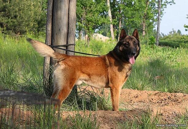 兴奋灵敏 警觉性高 服从性好 看家护院 马犬幼犬