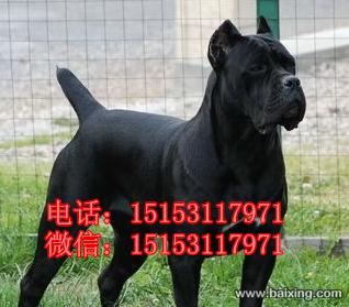 延安哪里有卖纯种卡斯罗犬幼崽，卡斯罗幼崽多少钱一条