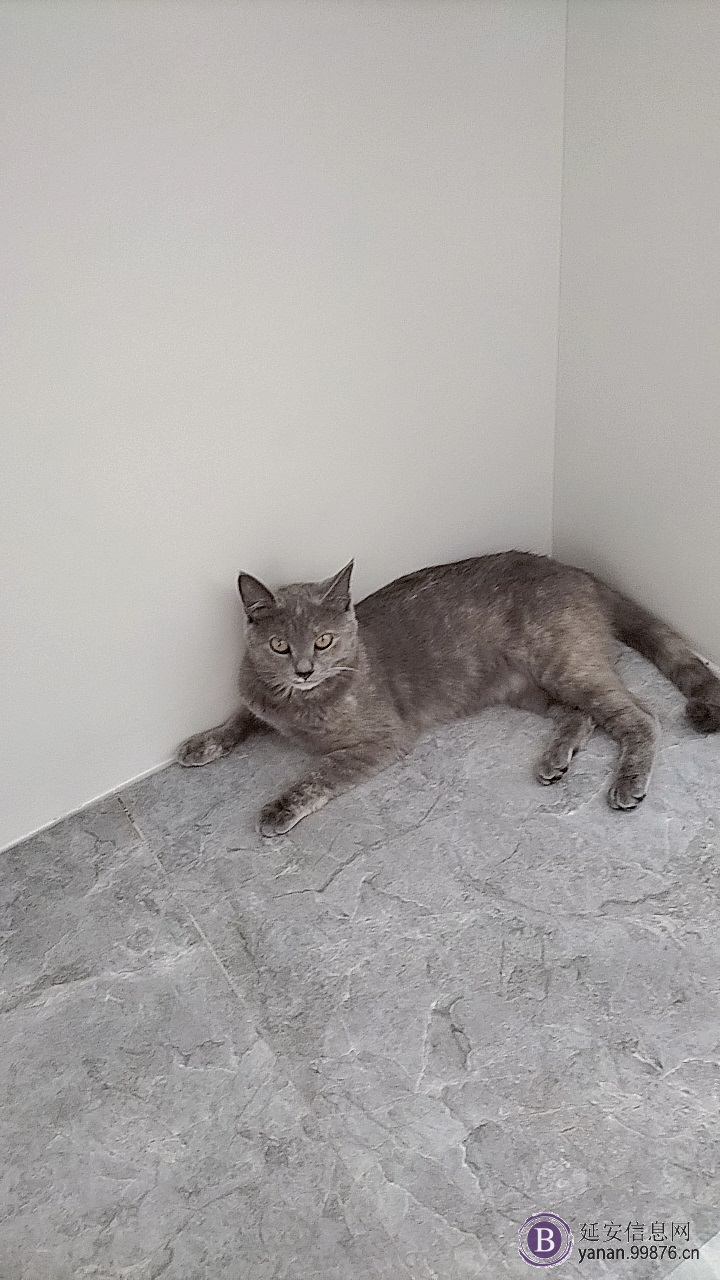 蓝猫串小偿领养