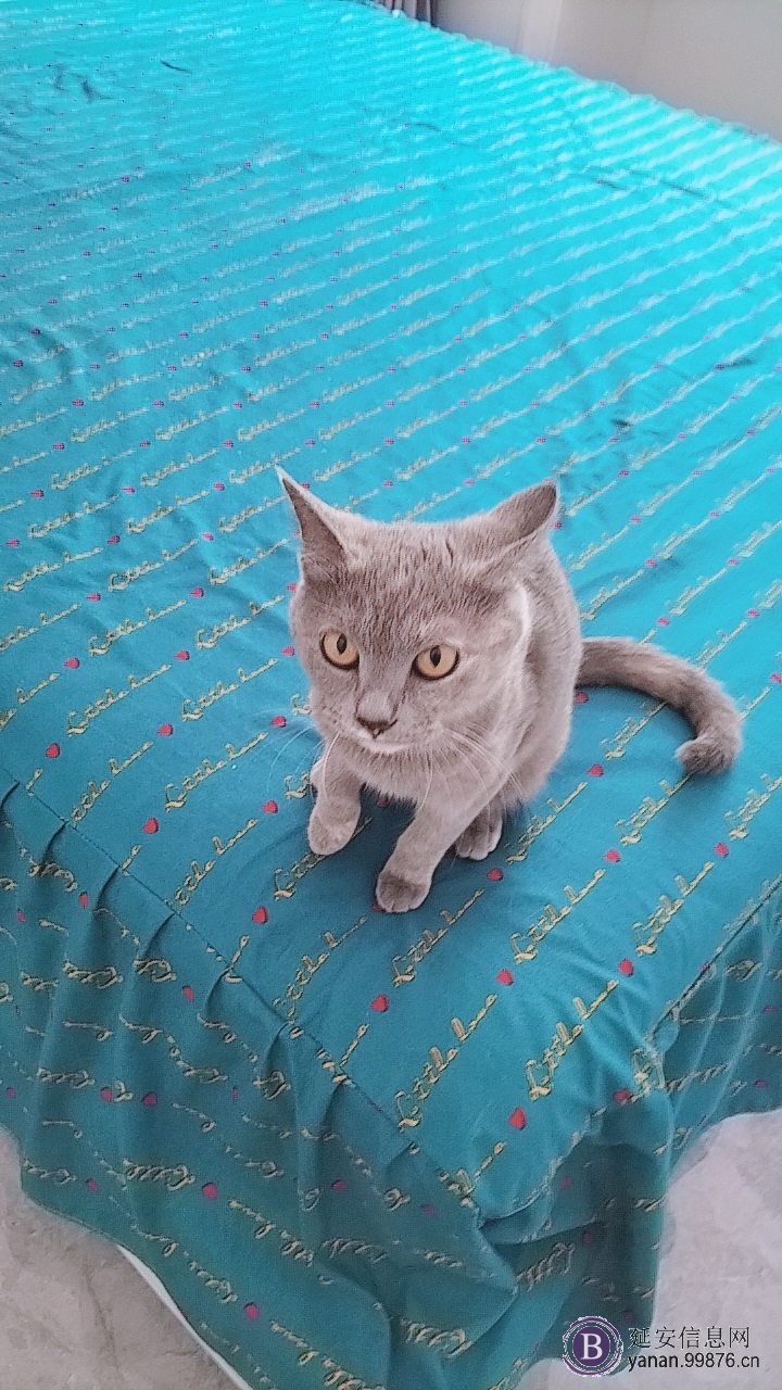 蓝猫串小偿领养