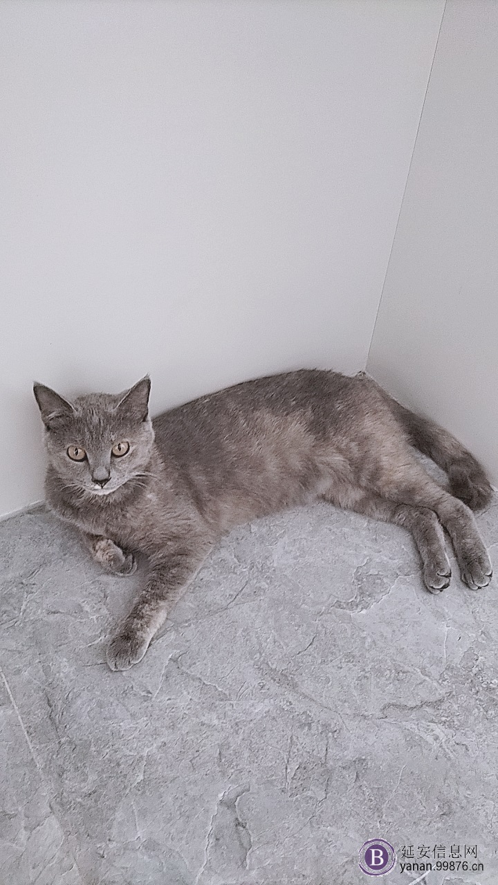 蓝猫串小偿领养